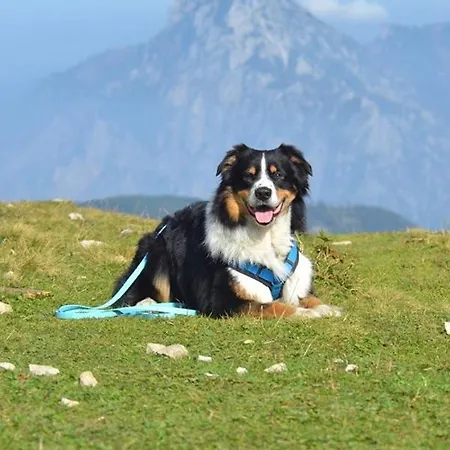 Pungg アパート *